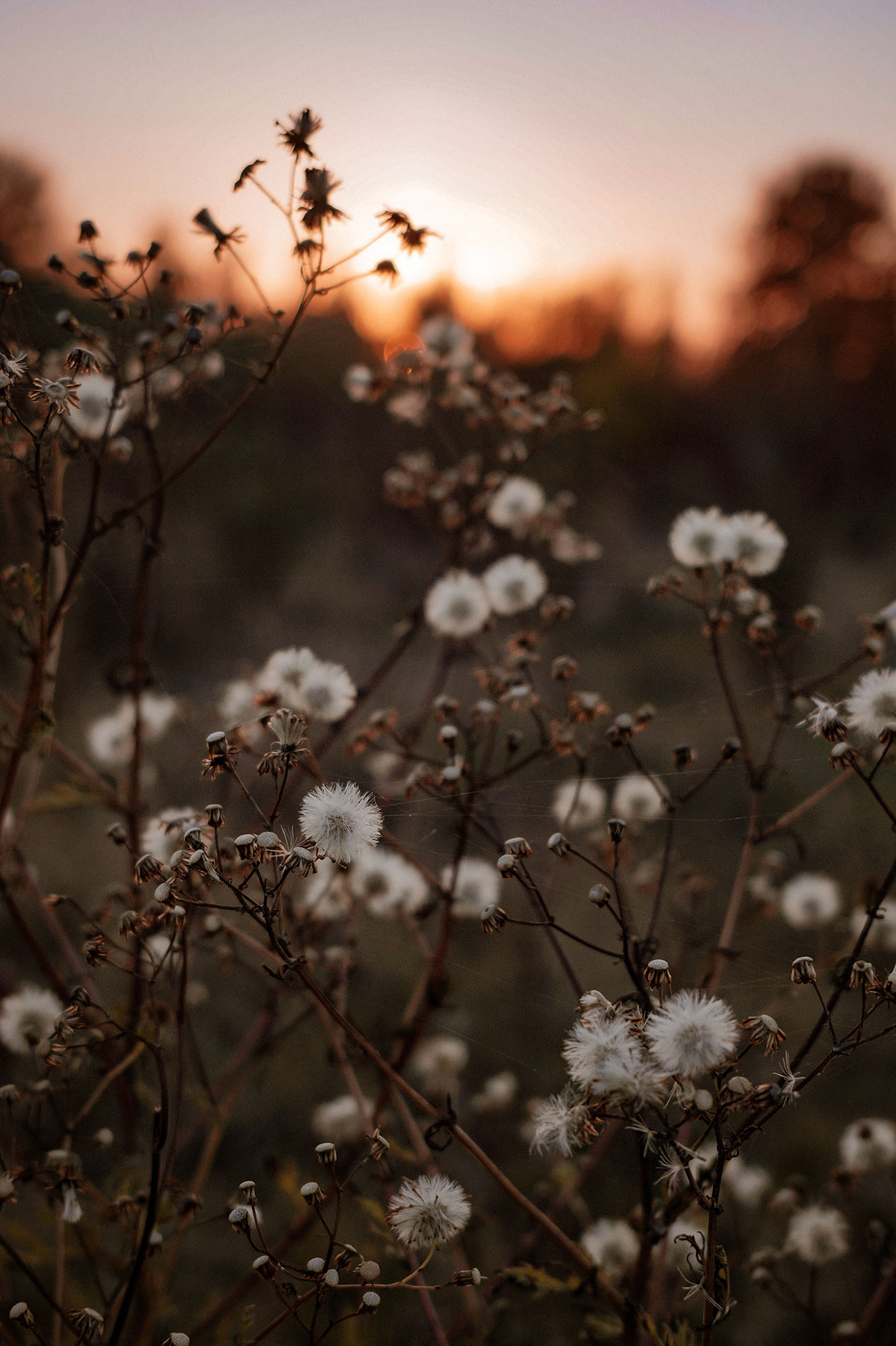 wildflowers in a forest